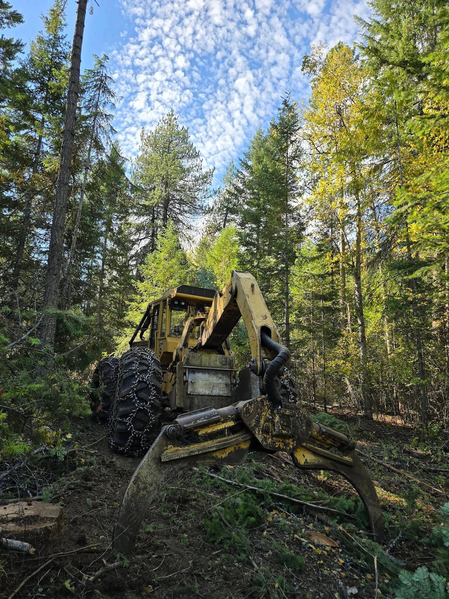 Yellow log skidder with chained tires and grapple arm in a dense, sunlit evergreen forest.